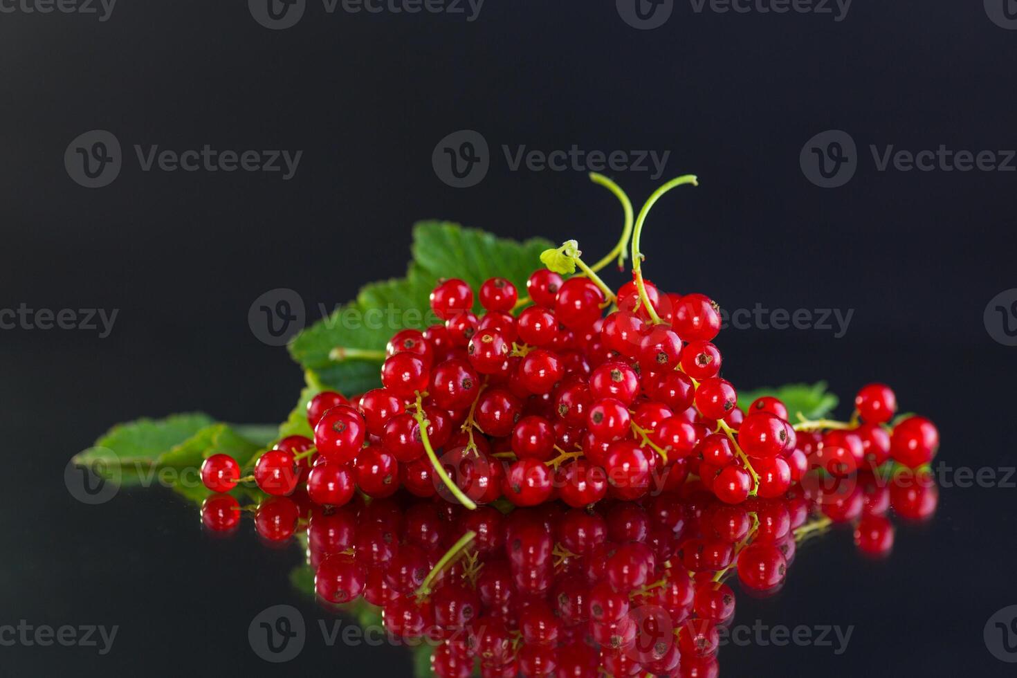 twigs of ripe red currants, isolated on a black background photo