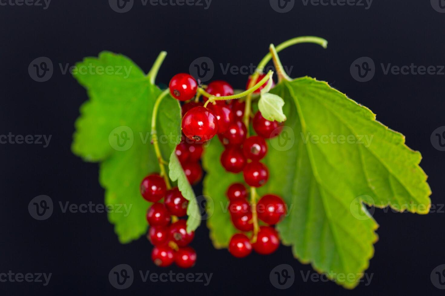twigs of ripe red currants, isolated on a black background photo