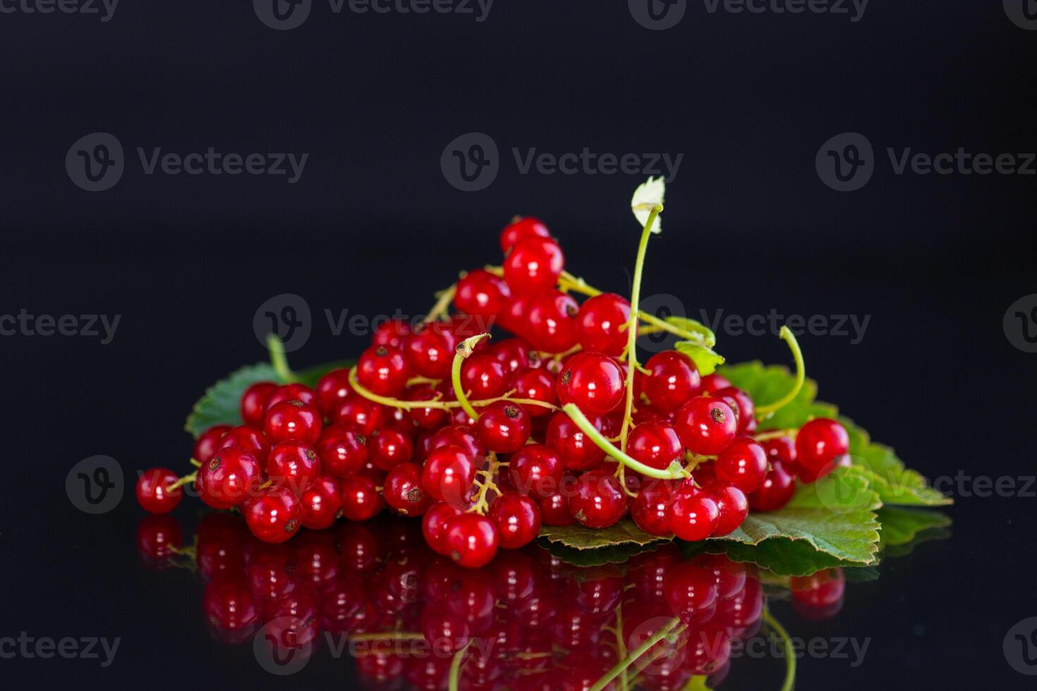 twigs of ripe red currants, isolated on a black background photo