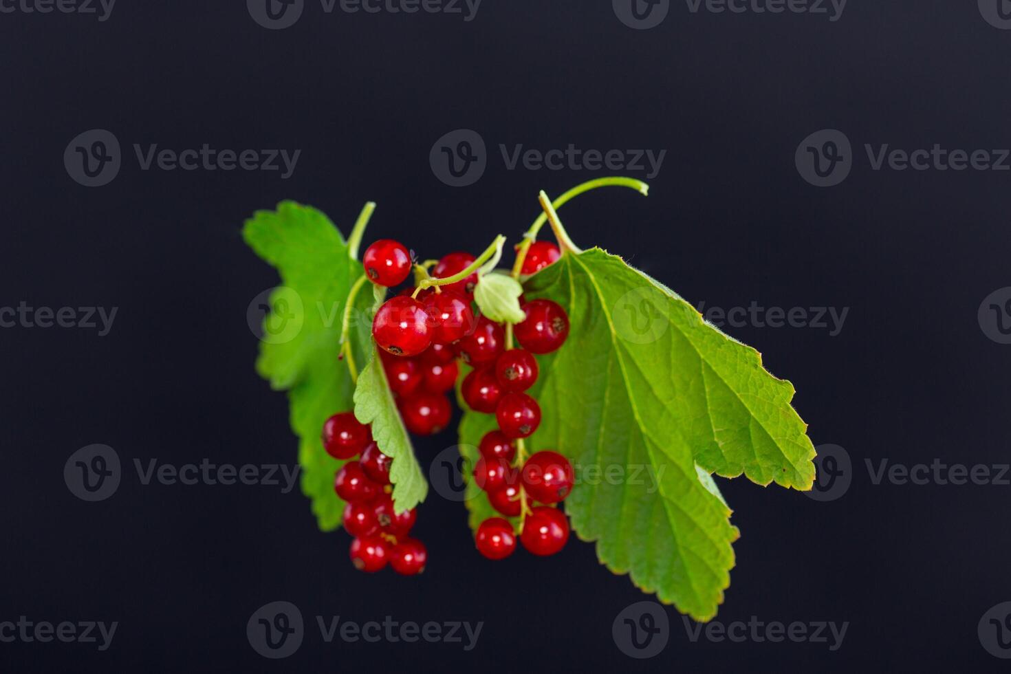 twigs of ripe red currants, isolated on a black background photo