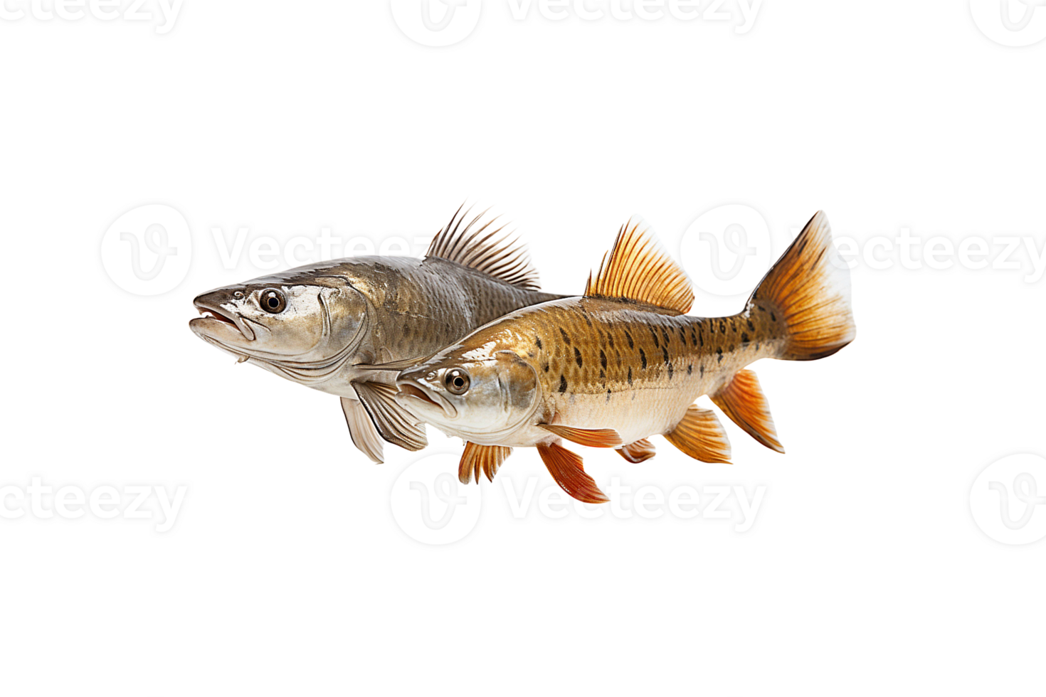 Catfishes isolated on transparent background. png