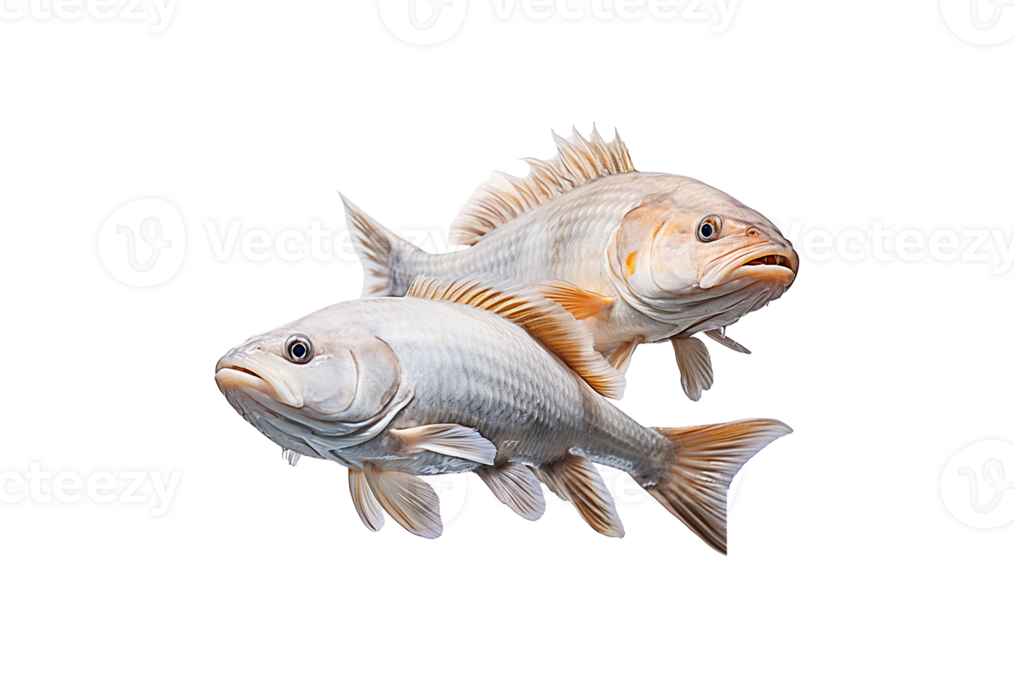 Catfishes isolated on transparent background. png