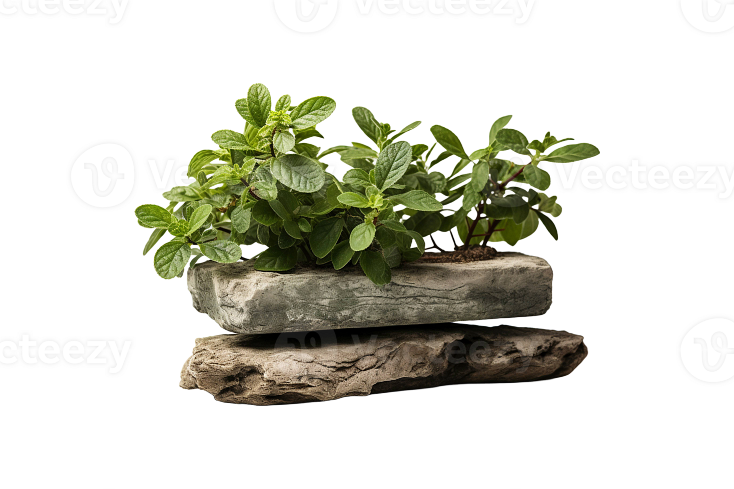 Cement Tulsi Stand isolated on transparent background. png