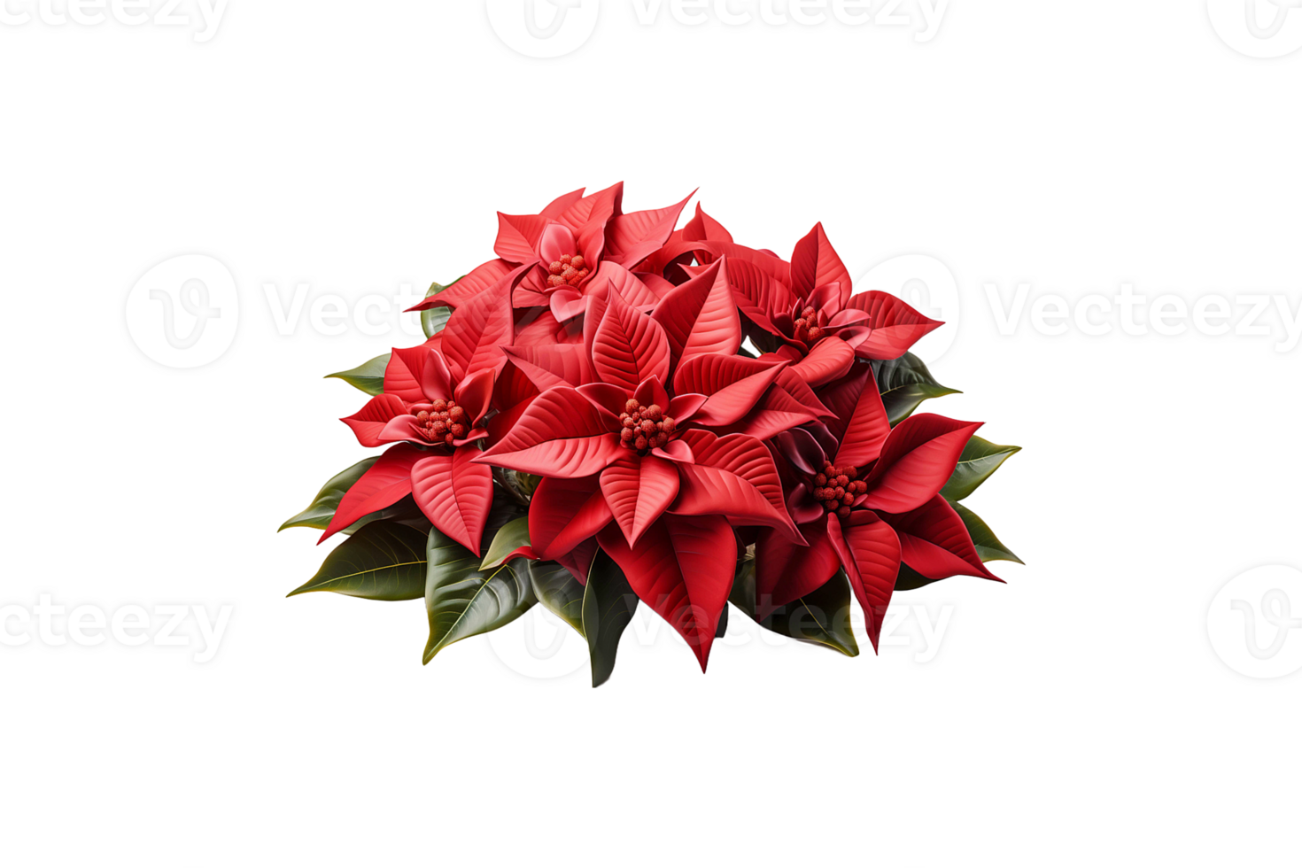 Christmas Flower isolated on transparent background. png