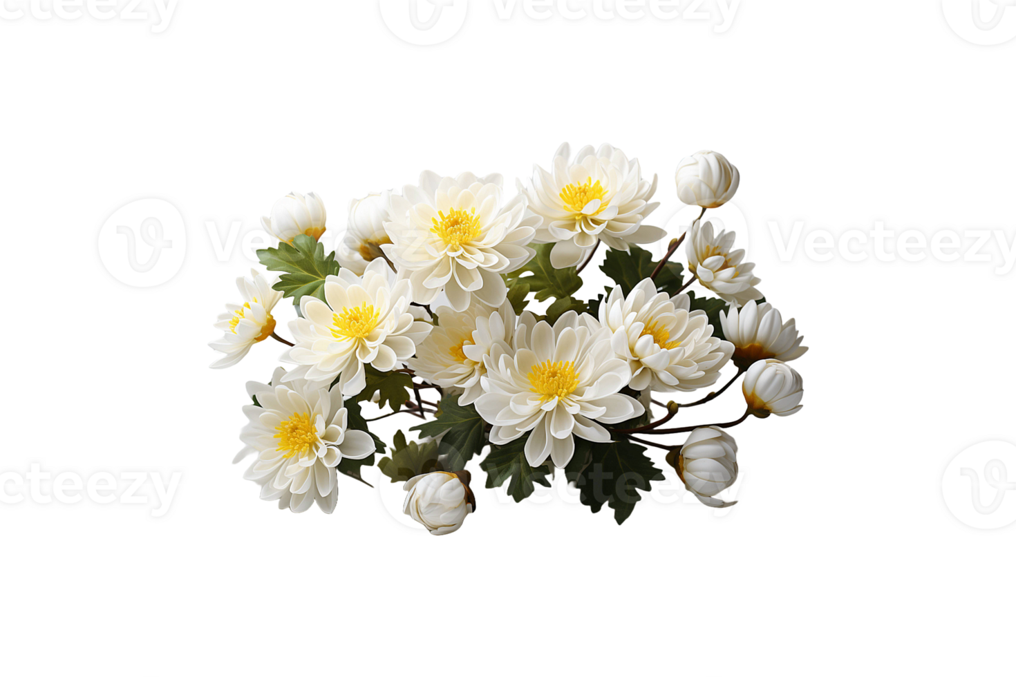 Chrysanthemum Plants isolated on transparent background. png