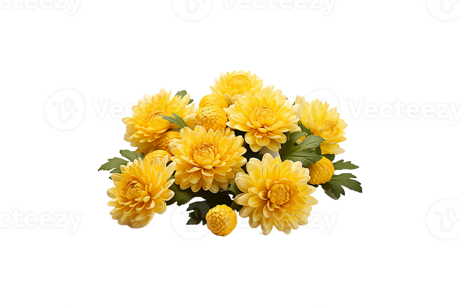Chrysanthemum Plants isolated on transparent background. png