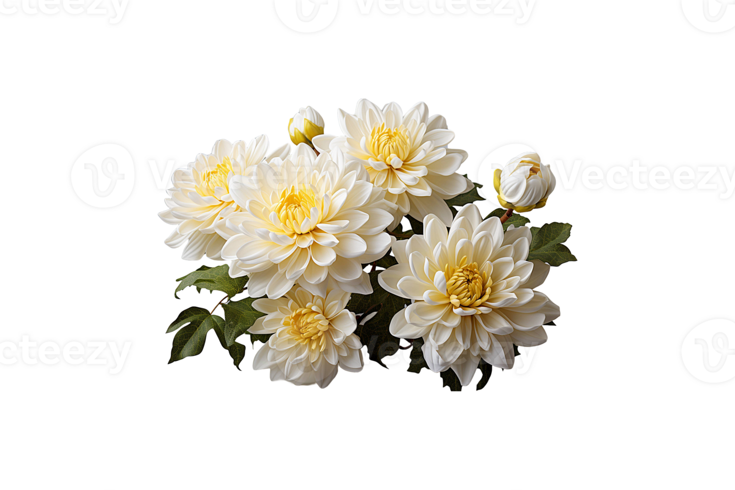 Chrysanthemum Flowers isolated on transparent background. png