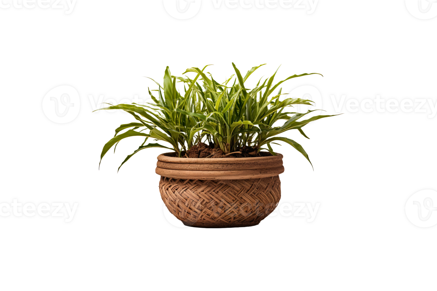 Coir Pot isolated on transparent background. png