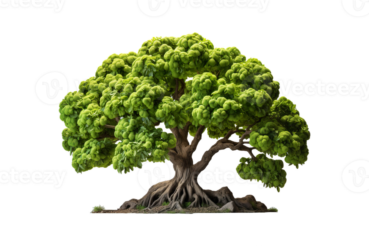 Custard Apple Tree isolated on transparent background. png