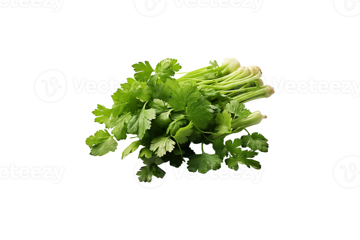 Coriander isolated on transparent background. png
