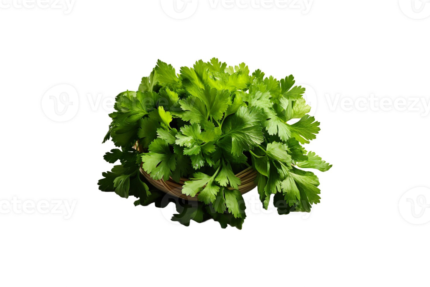 Coriander isolated on transparent background. png