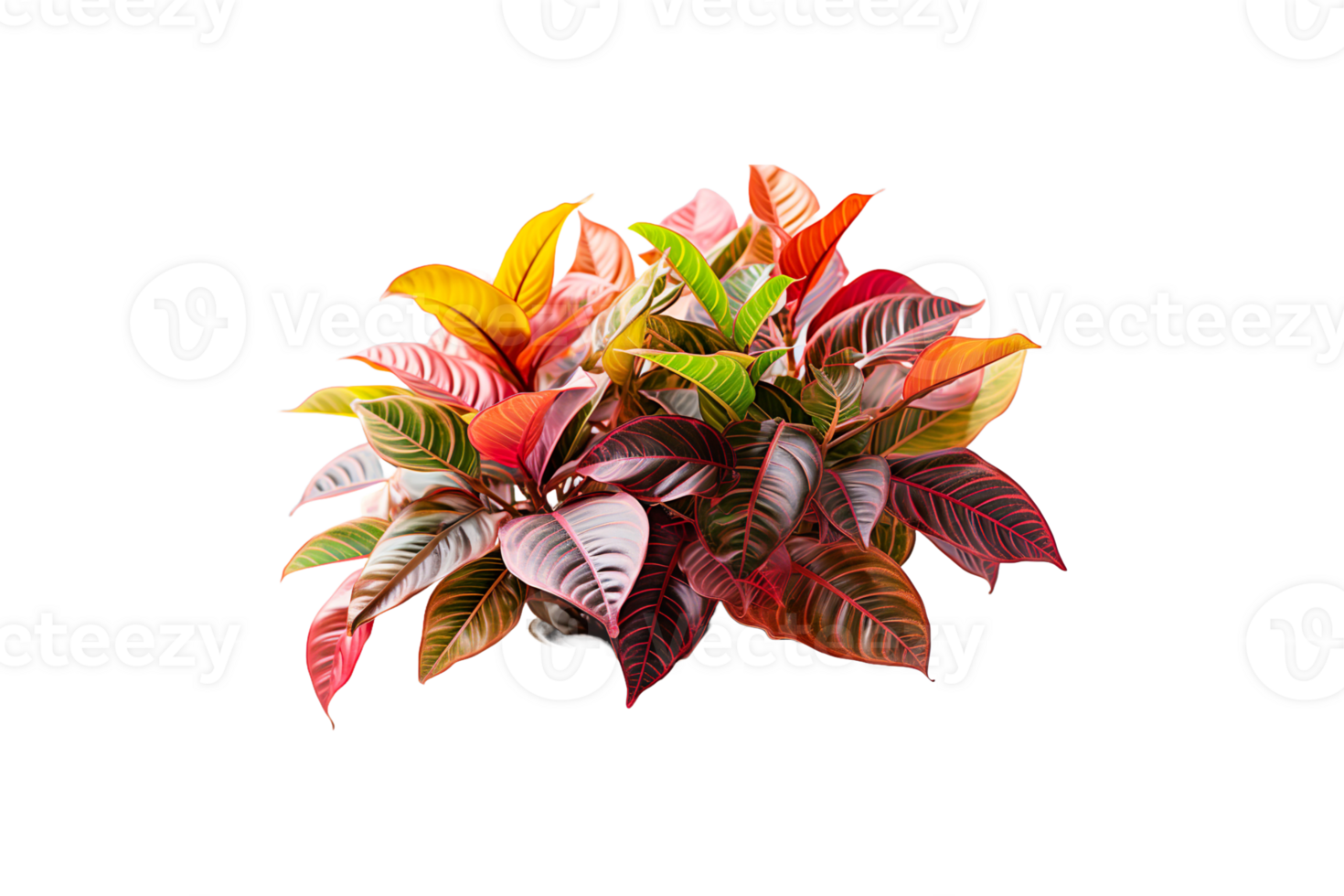 Croton Plant isolated on transparent background. png