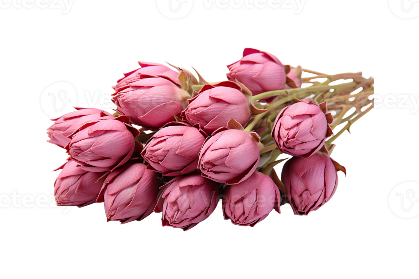Dried Rose Buds isolated on transparent background. png