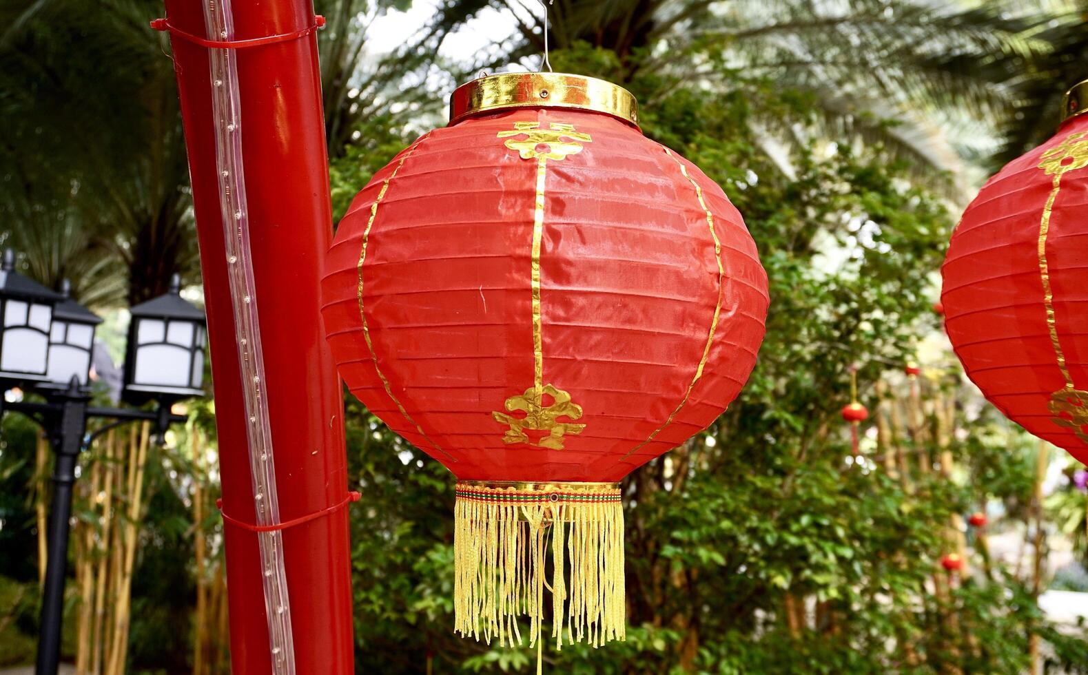 Red chinese lantern lamp hanging decoration isolated on horizontal green tree leaves background photography. photo
