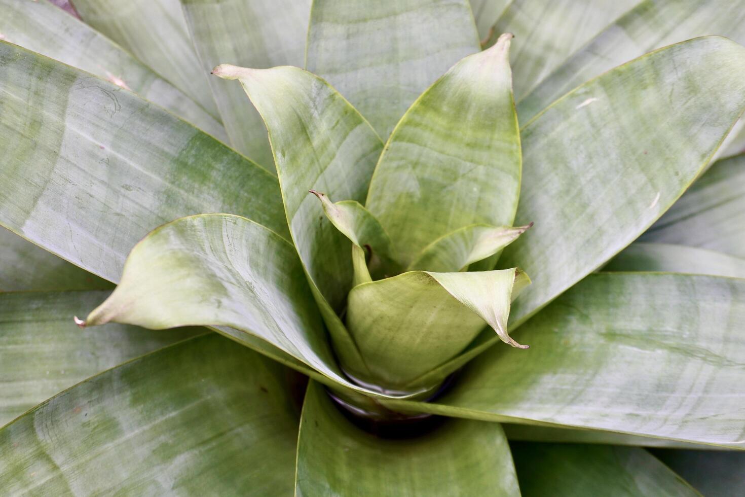 Green spiky leaf agave plant sharp leaves close up texture isolated on full frame horizontal ratio background photography. photo