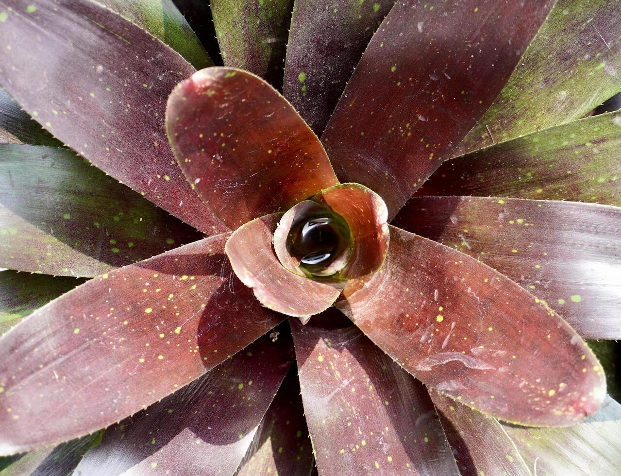 Close up Neoregelia flower botanical flora plant texture isolated on horizontal ratio full frame background. photo