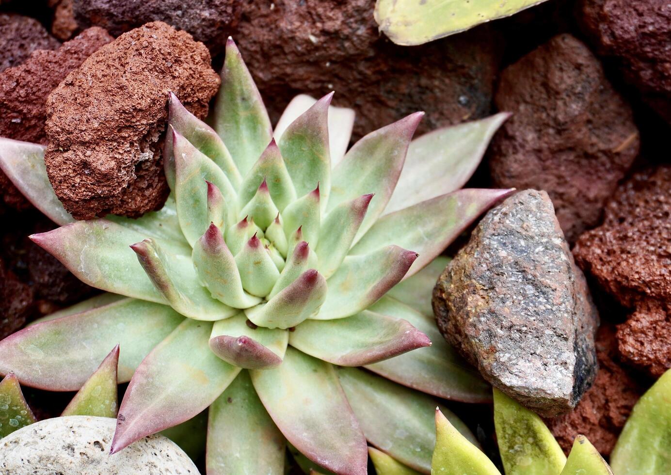 Green and pink sharp echeveria cactus succulent type plants isolated on horizontal ratio red brown stone soil ground background photography. photo