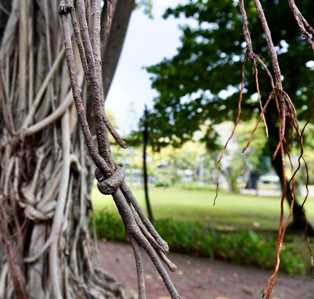 Close up hanging tree roots texture isolated on tree trunk and outdoor garden park environment background. photo