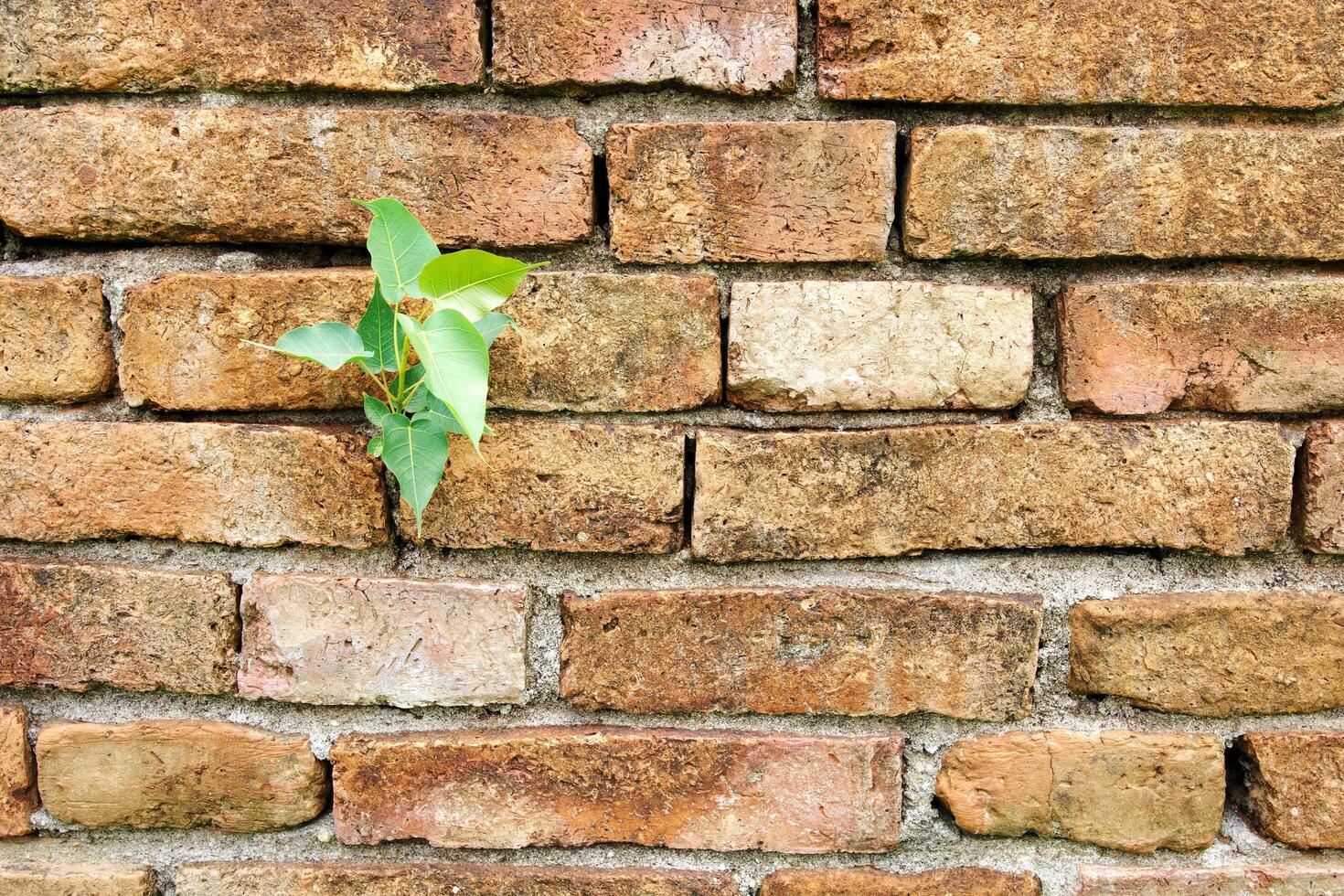 Behind the brick wall a small green tree grows on the left, Orange polygonal brick wall background texture, retro style brick design photo