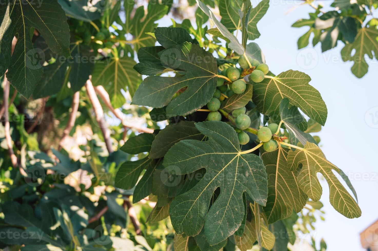 Figs on the branch of a fig tree photo