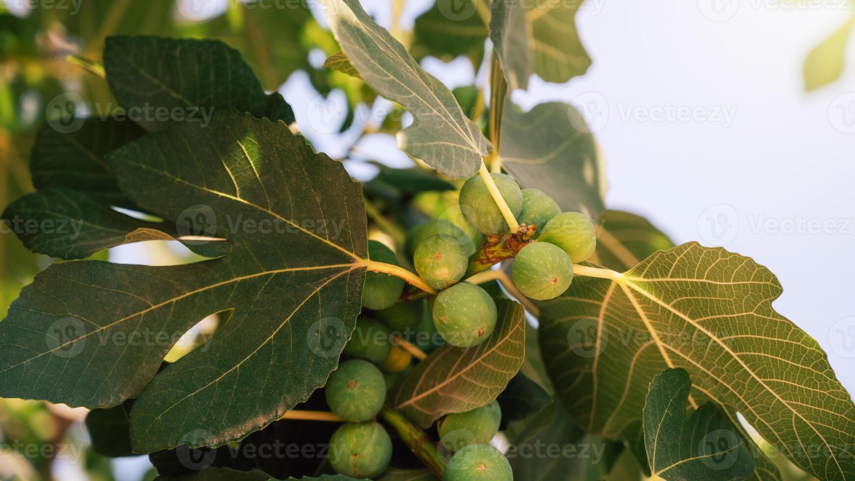 Figs on the branch of a fig tree photo