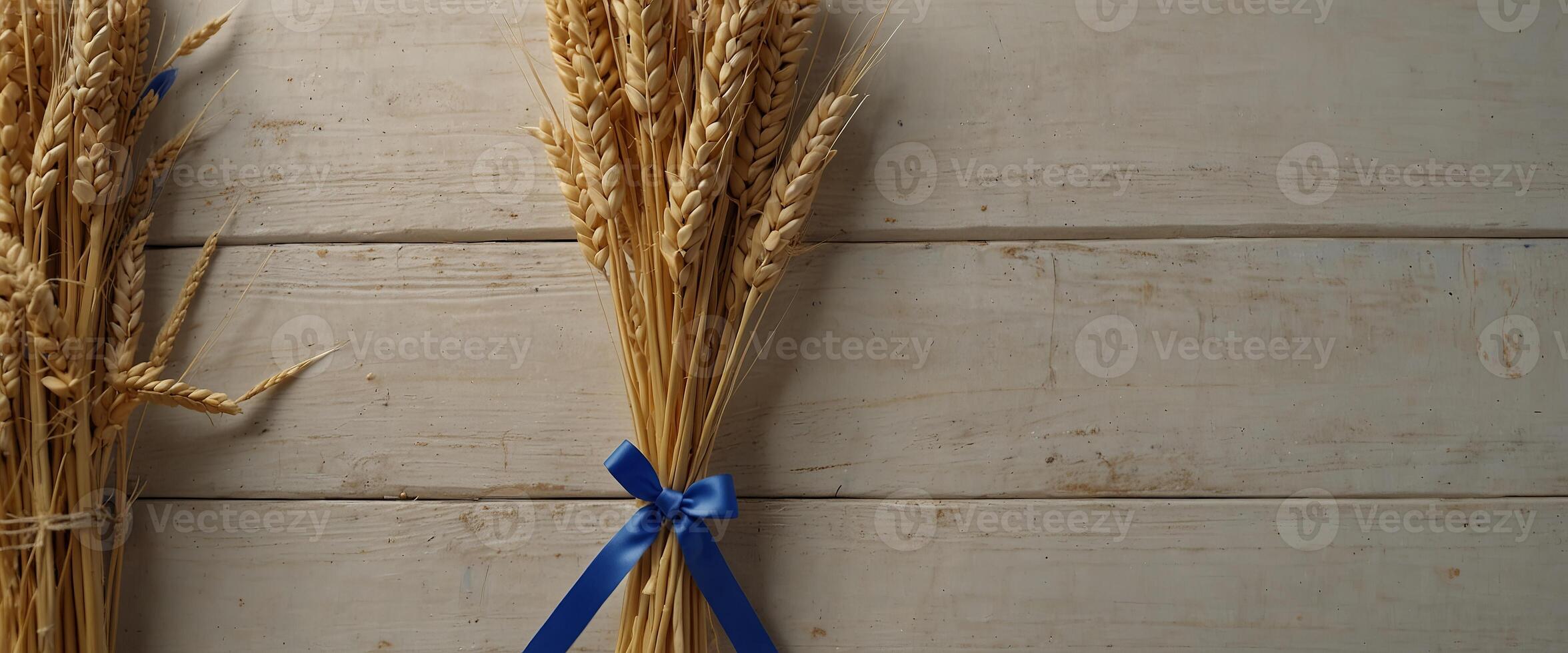 Shavuot jewish holiday celebration Bouquet of golden ripe wheat with blue ribbon White wood board table with field of wheat Background for Shavuot celebration Top view Mock up. photo