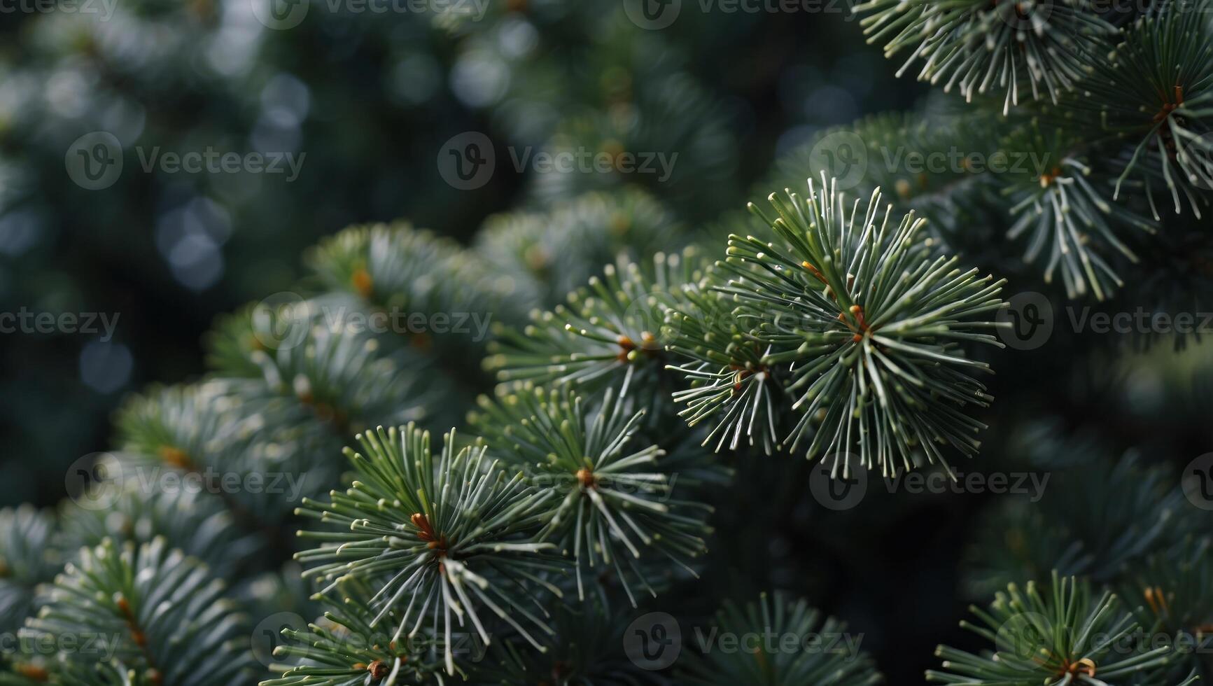 Beautiful green fir tree branches close up Christmas and winter concept. photo