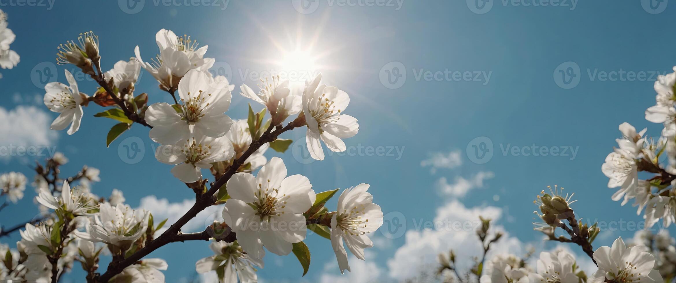 A white blossoming branch with blue skies and sunlight. photo