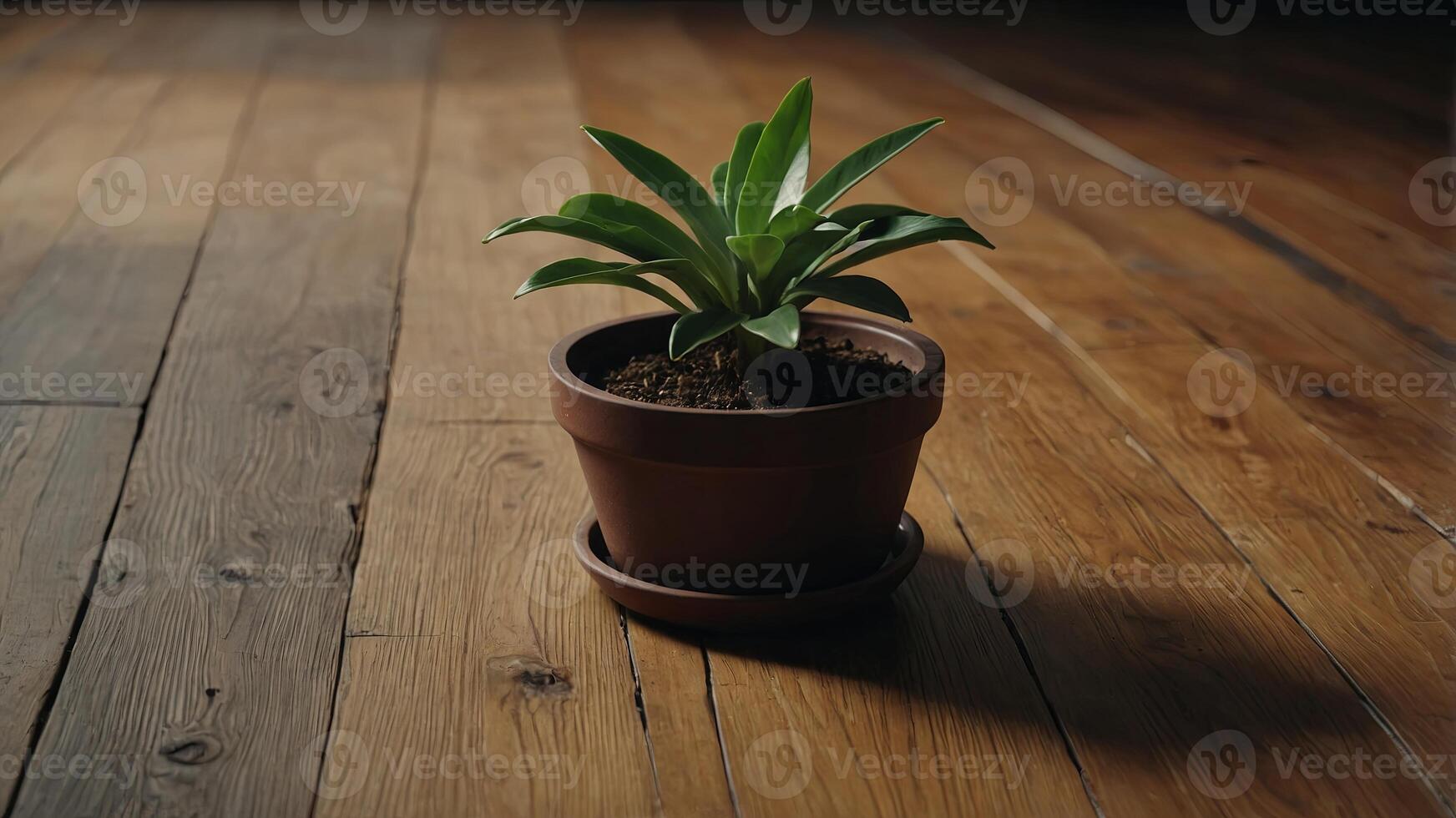A small potted plant sits on the surface of a wooden floor, surrounded by empty space. photo