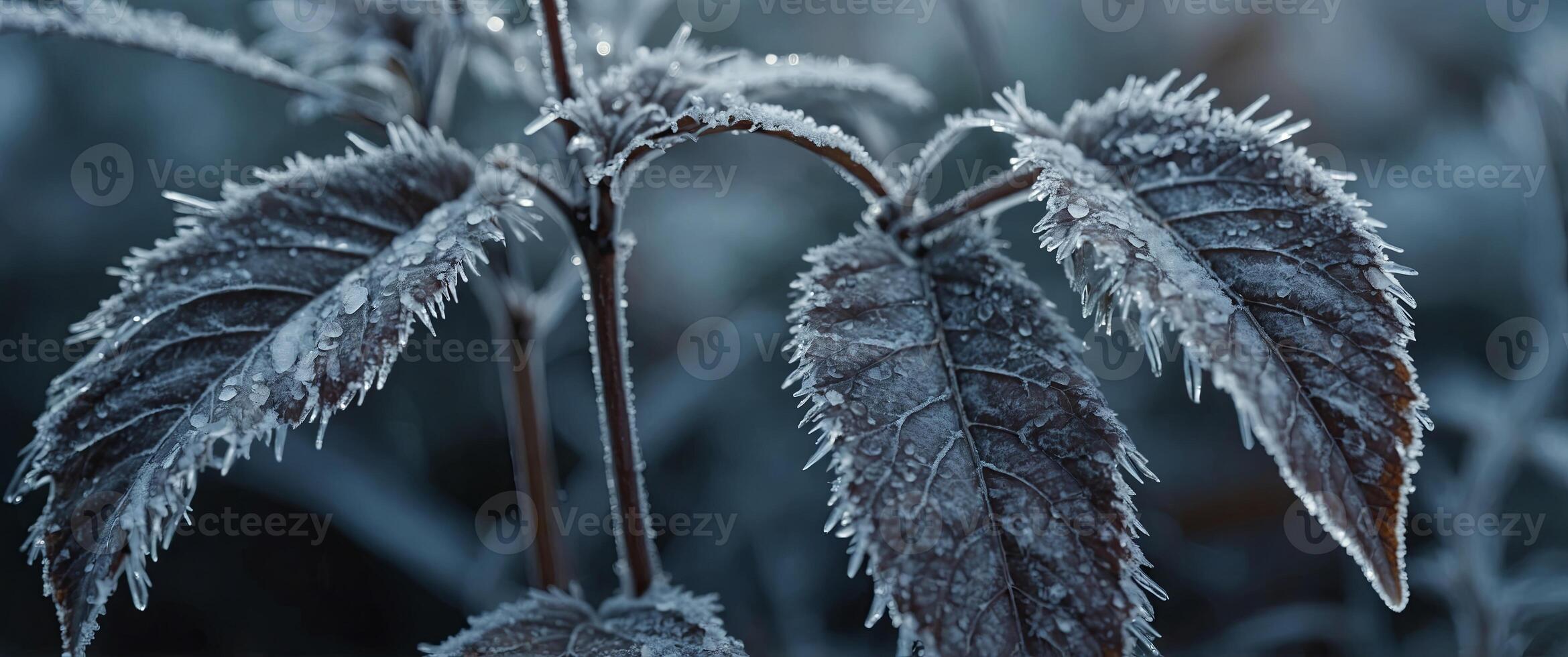 A mesmerizing macro perspective of frozen nature showcasing the delicate beauty of frost covered leaves. photo