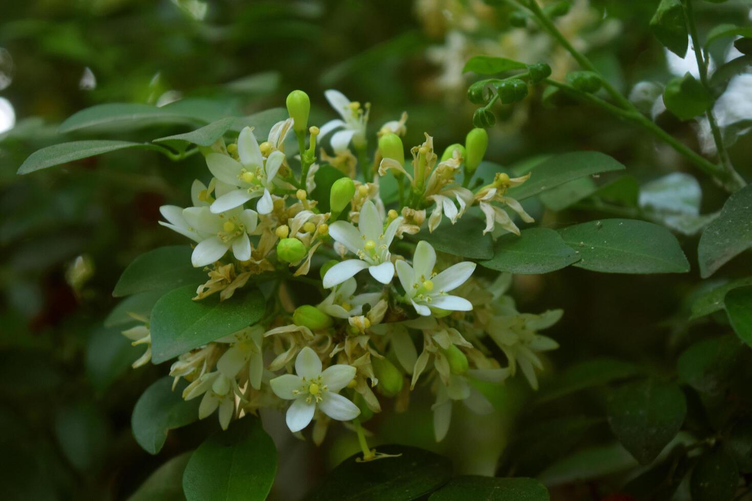 Murraya paniculata flowers grow beautiful and fresh photo