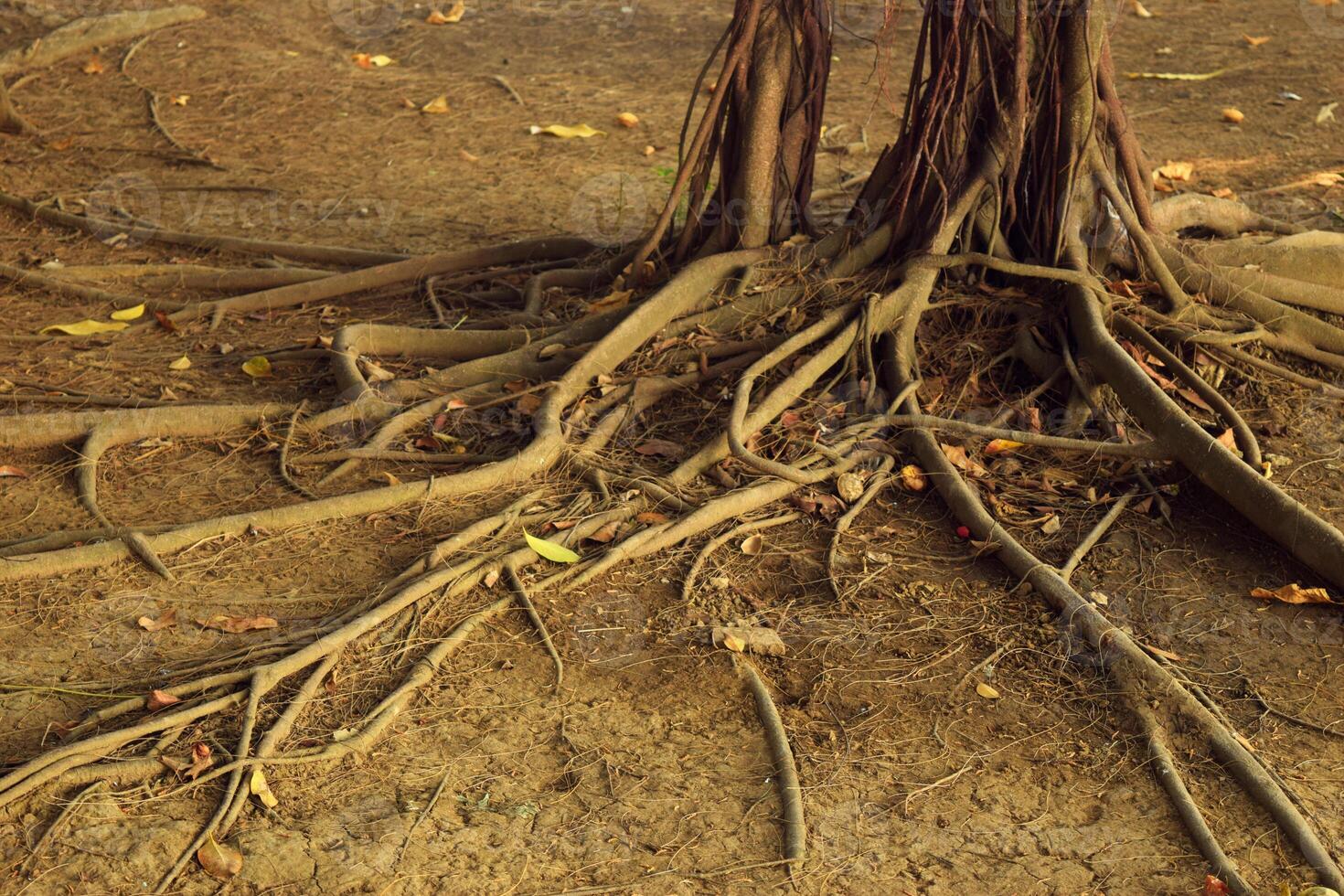 Roots spreading from a large tree in a park in Brebes photo