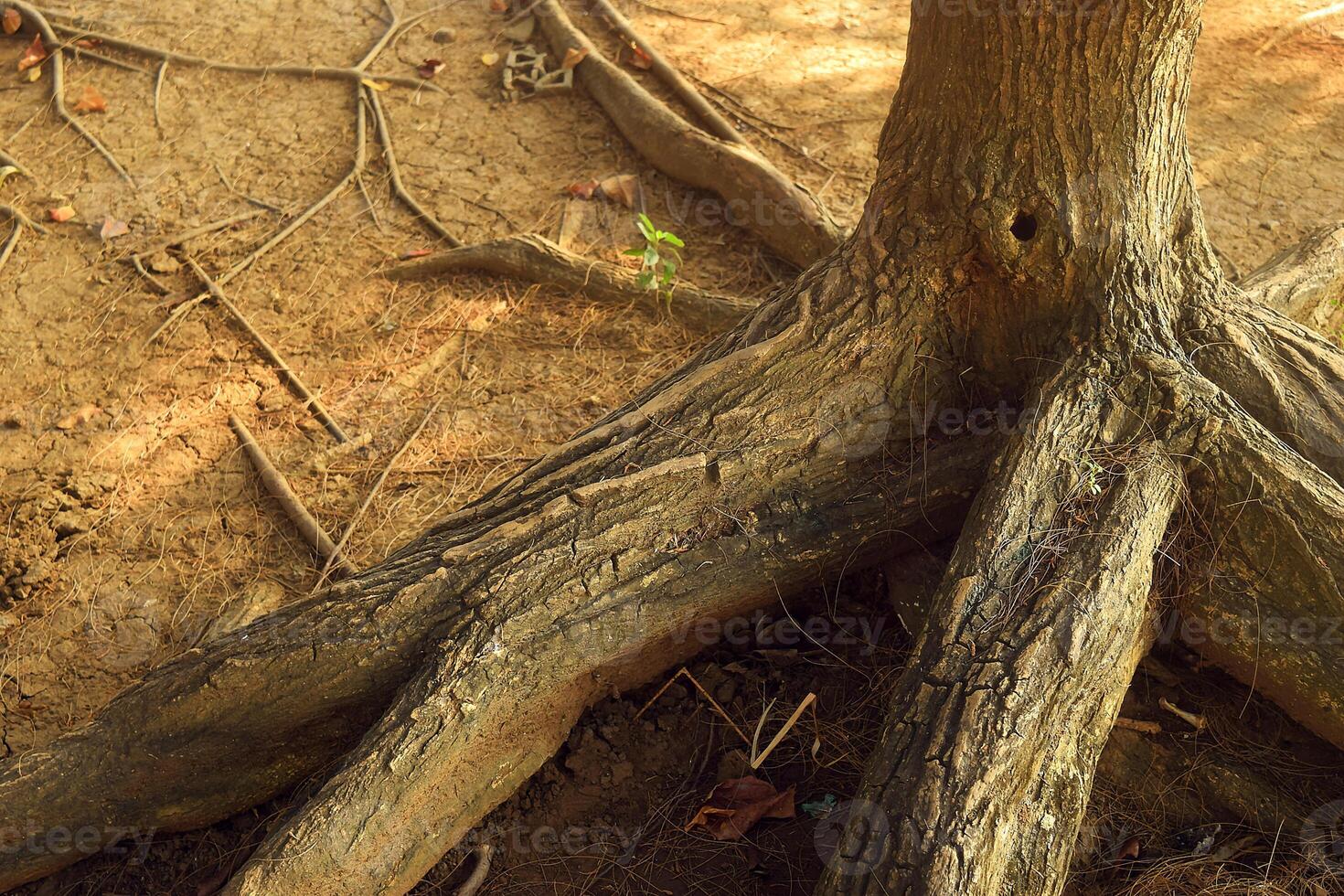 Roots spreading from a large tree in a park in Brebes photo