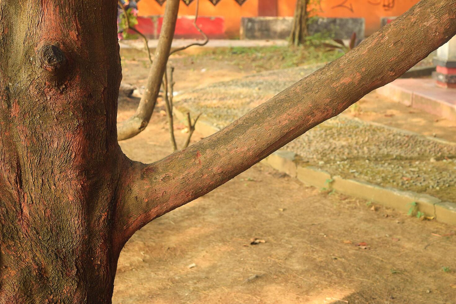 Brebes, Indonesia, 2023 - A reddish brown branch of a large tree in a park in Brebes photo