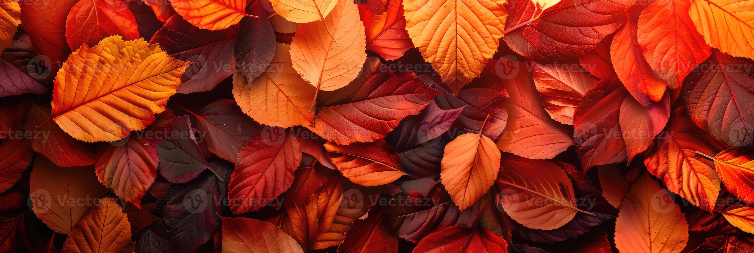 Red, orange and brown autumn leaves background. Colourful background image of fallen leaves for seasonal use photo