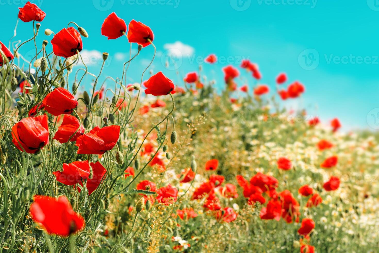 Red common poppy flowers in grass field meadow in spring photo