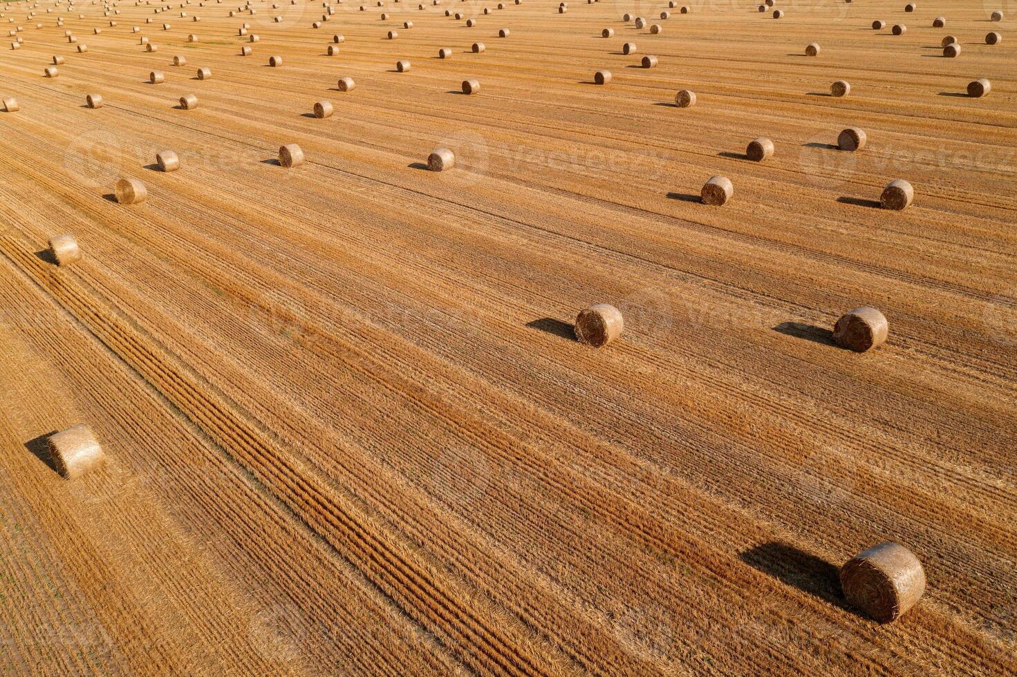 Aerial view of rolled hay bales in harvested wheat field from drone pov photo