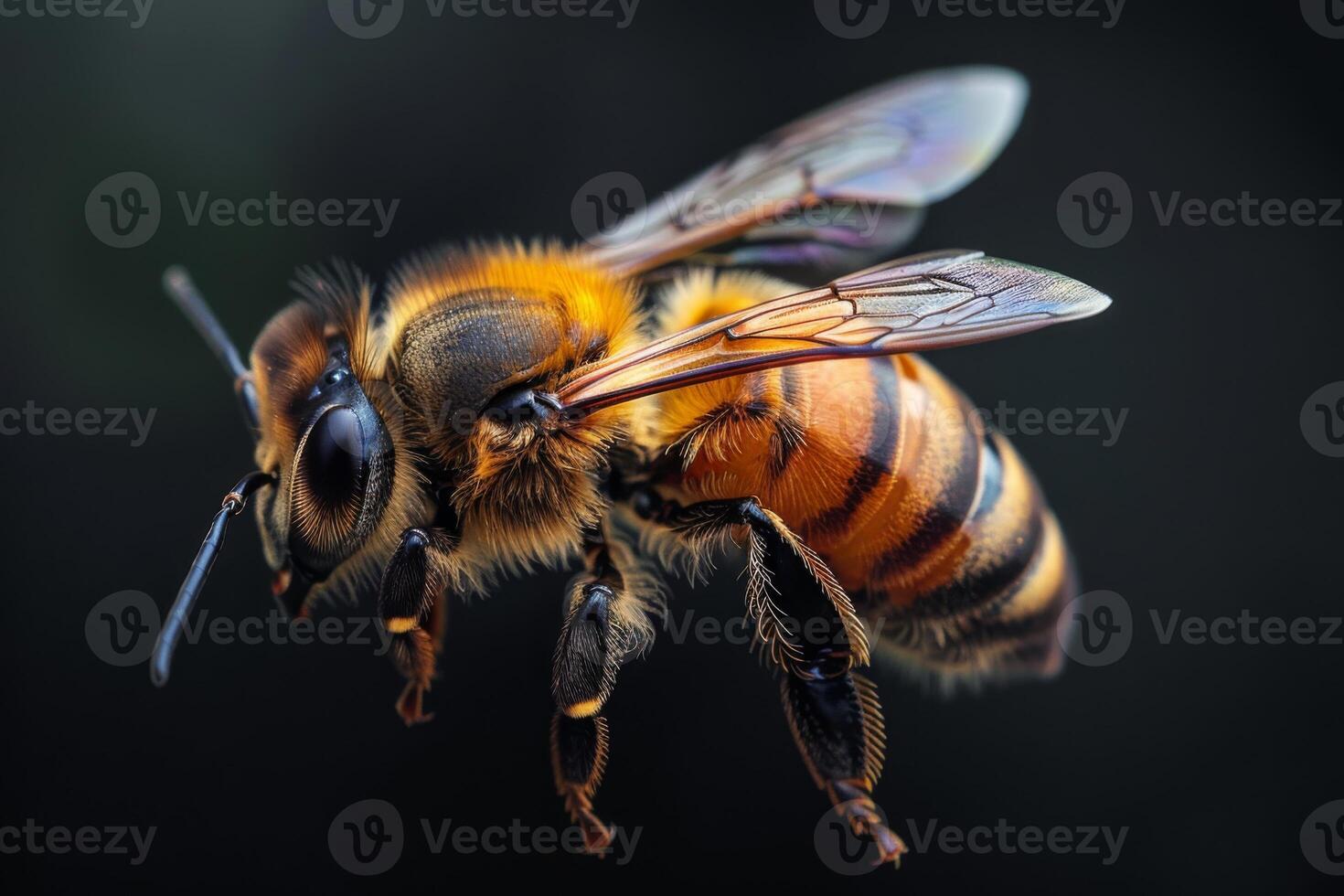 Honeybee in Flight, Macro View photo