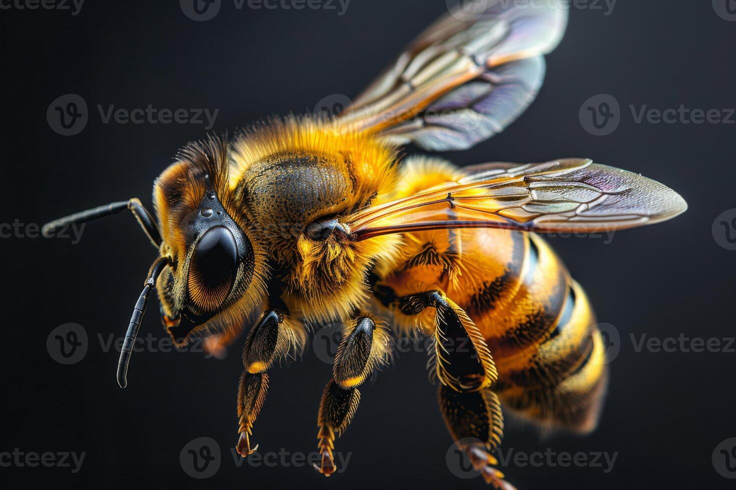 Close-up of a Honeybee in Flight photo