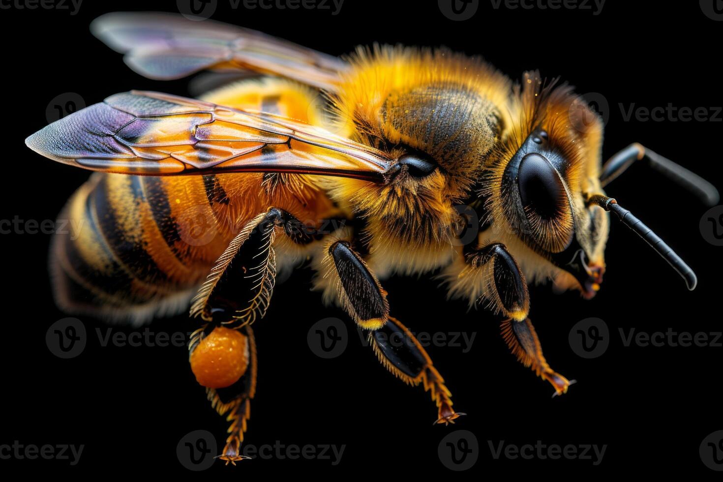 Close-up Portrait of a Honeybee photo
