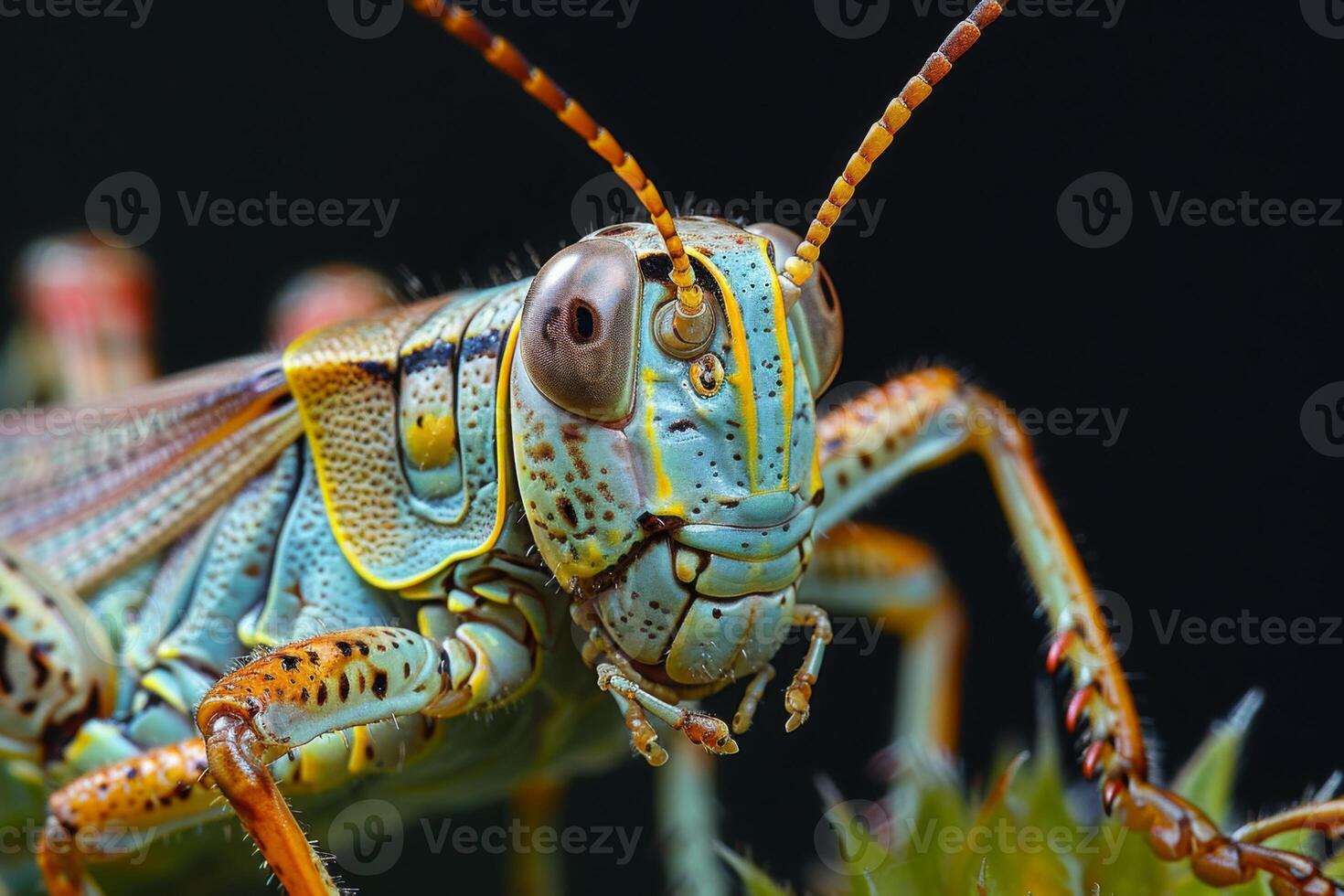 Close-up Portrait of a Vibrant Grasshopper photo