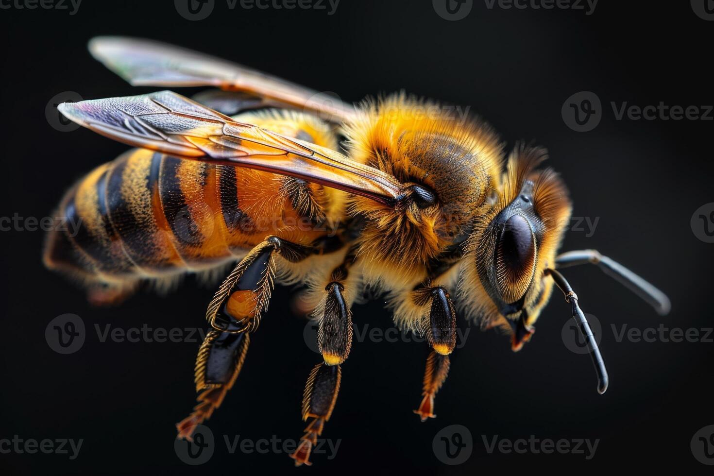 Close-up of a Honey Bee in Flight photo