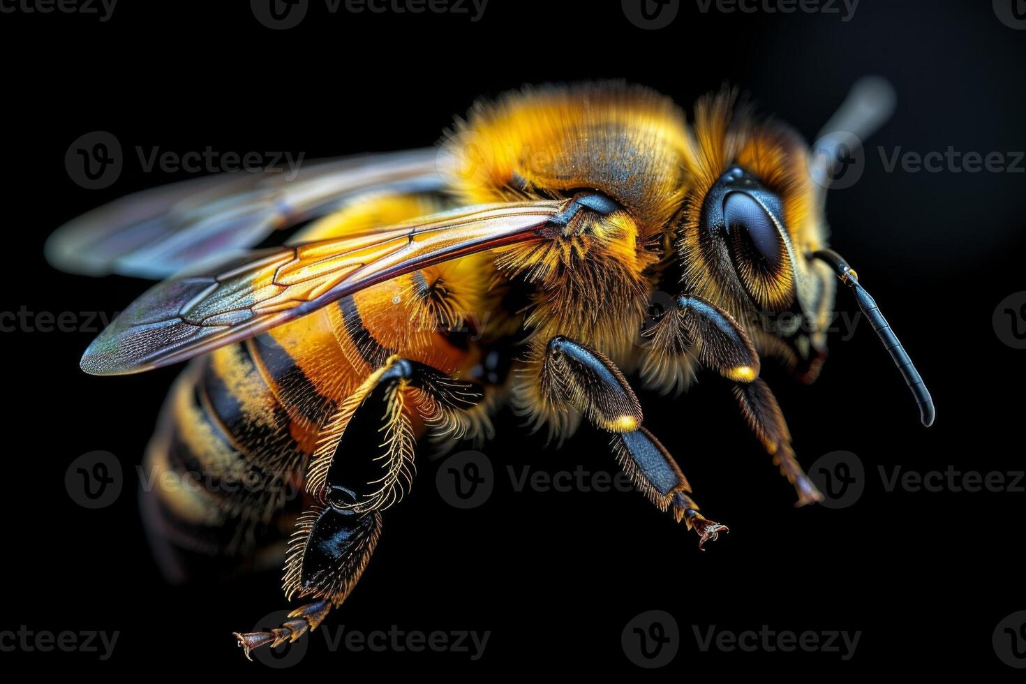 Closeup of a Honeybee in Flight photo