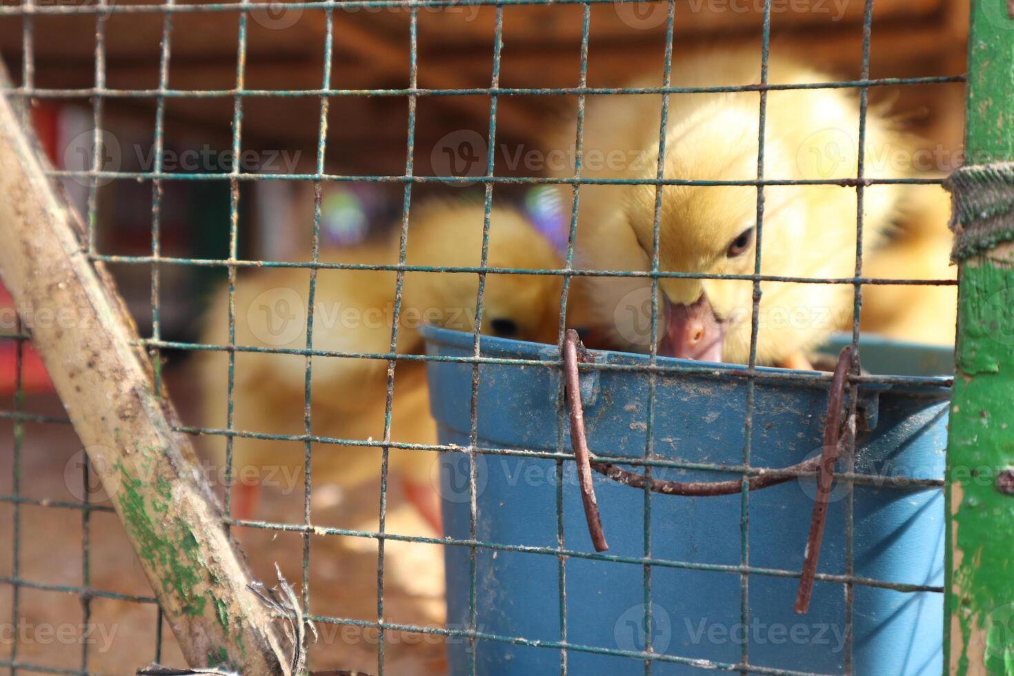 chicks in cages are sold in traditional markets photo