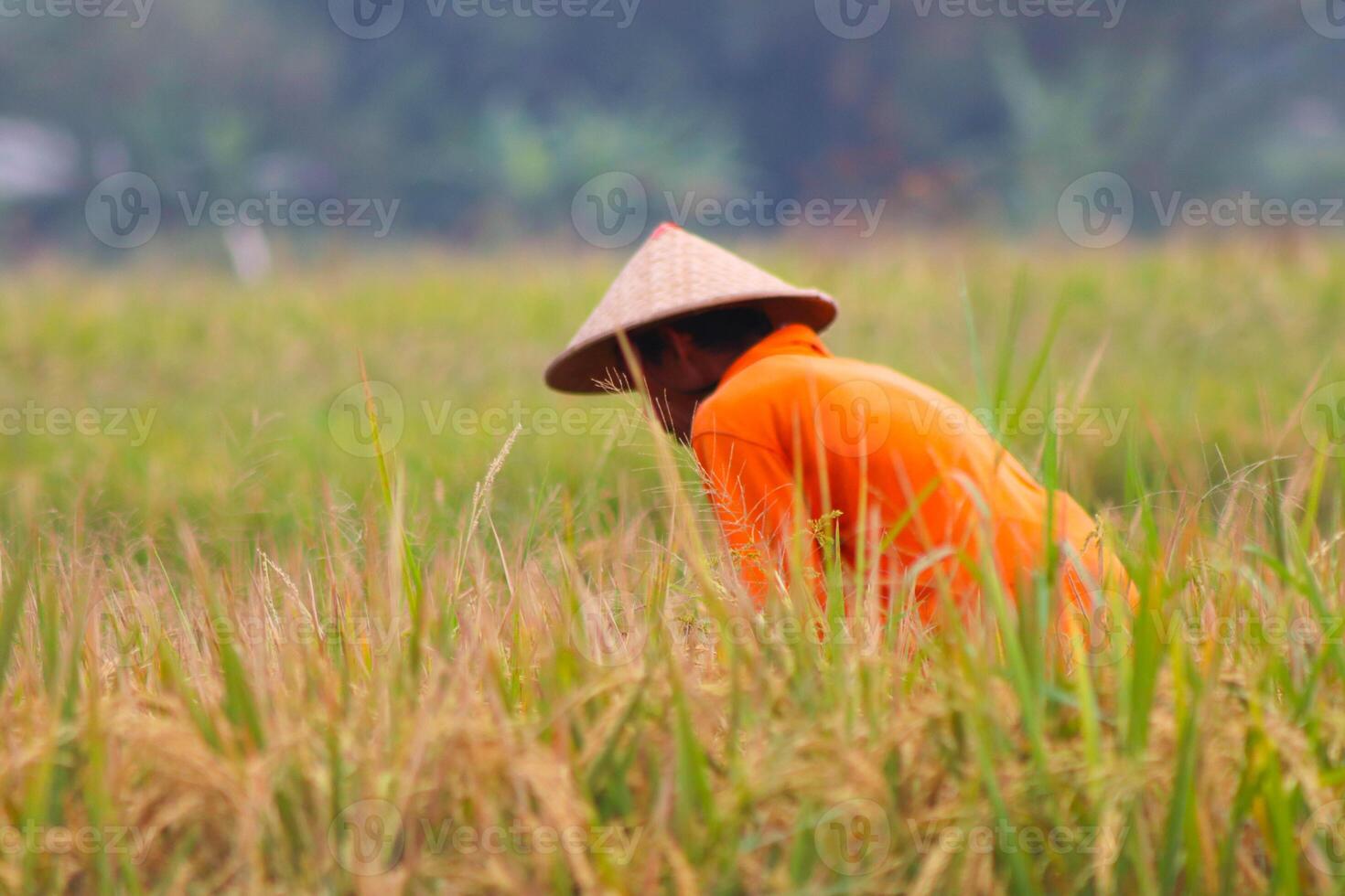 Male farmer wearing a hat, a bamboo hat, is harvesting rice in the rice fields. Farmers are harvesting photo