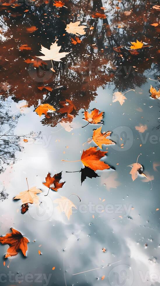 Autumn leaves floating in a puddle with reflections in the water photo