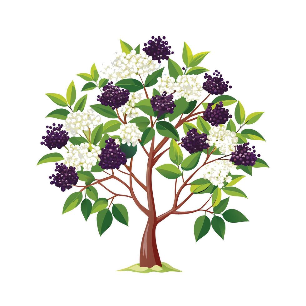 Beautiful Single Big Tree Illustration vector