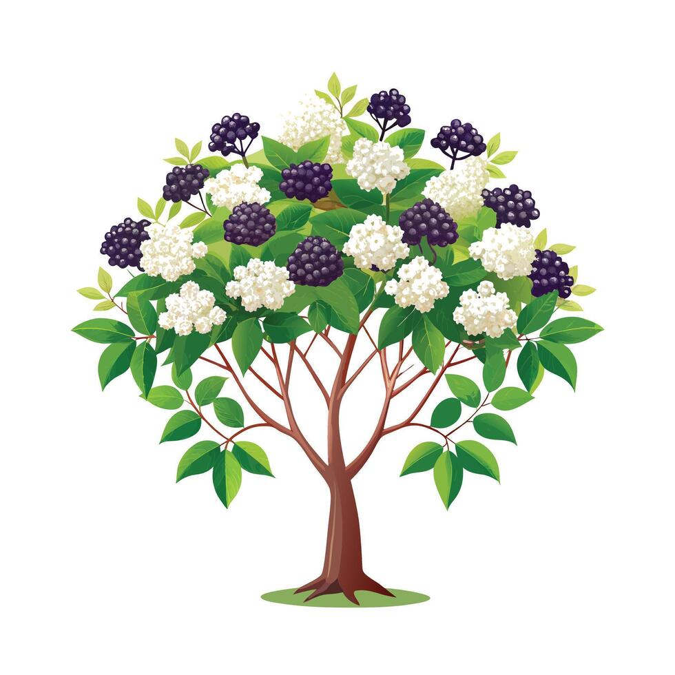 Beautiful Single Big Tree Illustration vector