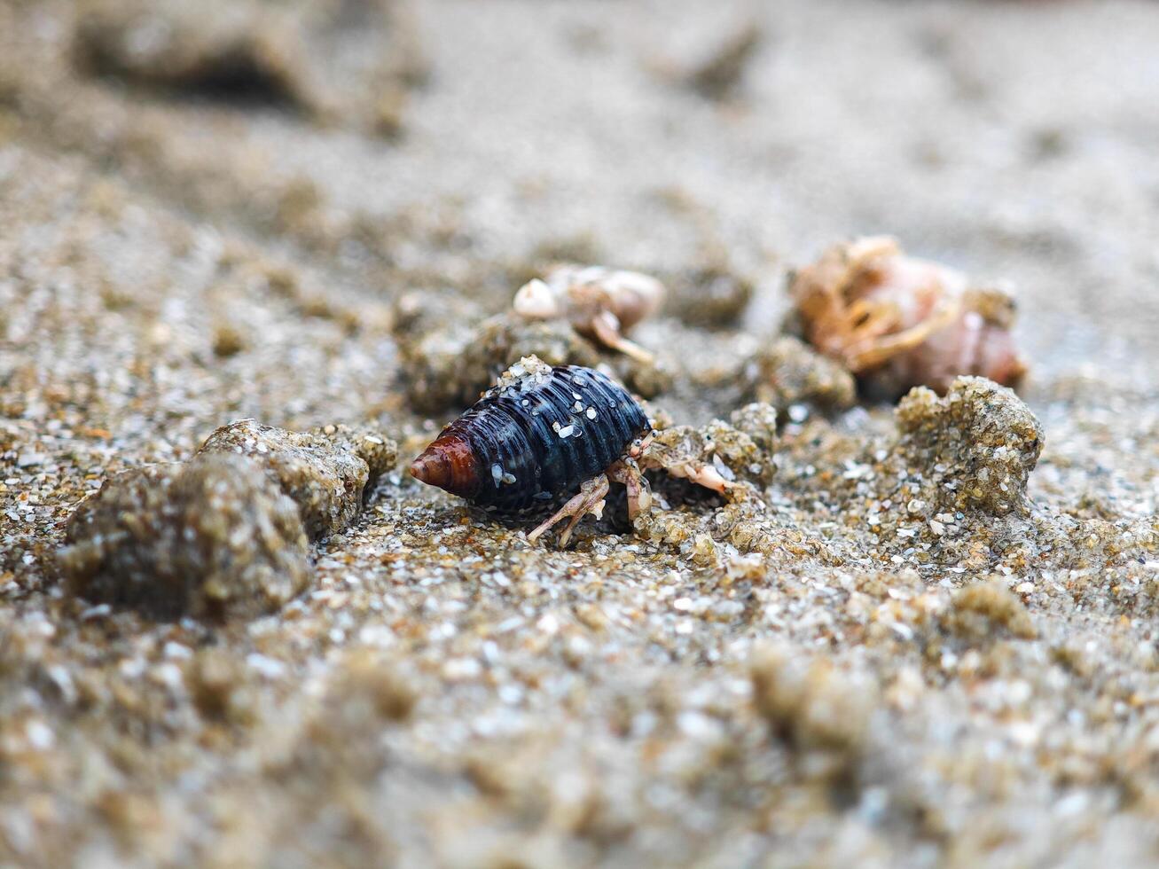 Hermit crab in a small shell on the beach photo