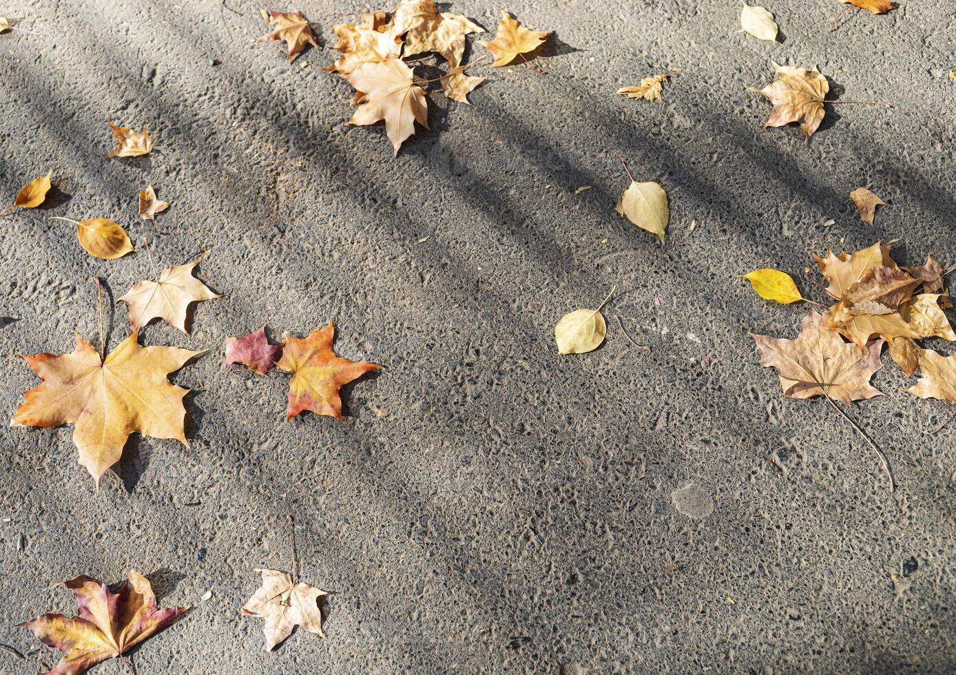 Fall leaves is scattered across the gray asphalt with diagonal striped light and shadow. Copy space. photo